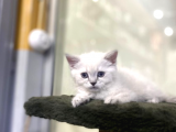 British Shorthair Mükemmel Reklerde