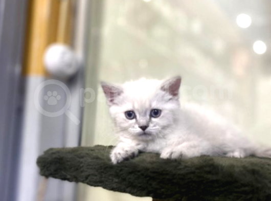 British Shorthair Mükemmel Reklerde