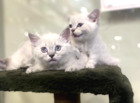 British Shorthair Mükemmel Reklerde görsel