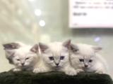 British Shorthair Mükemmel Reklerde