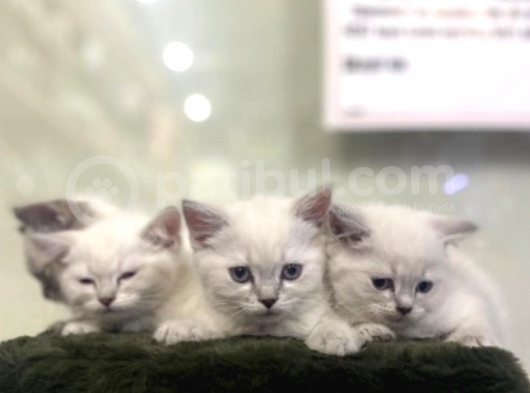 British Shorthair Mükemmel Reklerde görsel