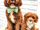 Cavapoo Tüy Dökmez King Charles Poodle Mix Orjinal