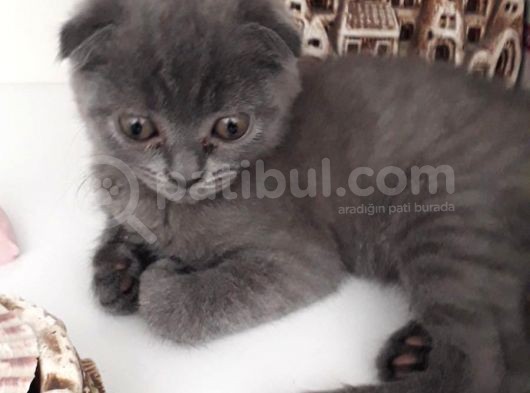 2 Aylık Bebeğimize Yuva Arıyoruz görsel