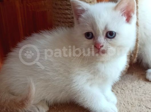 2 Aylik Gen Garantili Bebekler görsel