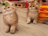 SafKan British Shorthair Yavrular