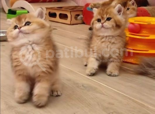 Safkan British Shorthair Yavrular