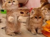 Safkan British Shorthair Yavrular