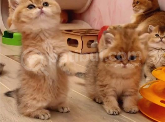 Safkan British Shorthair Yavrular görsel