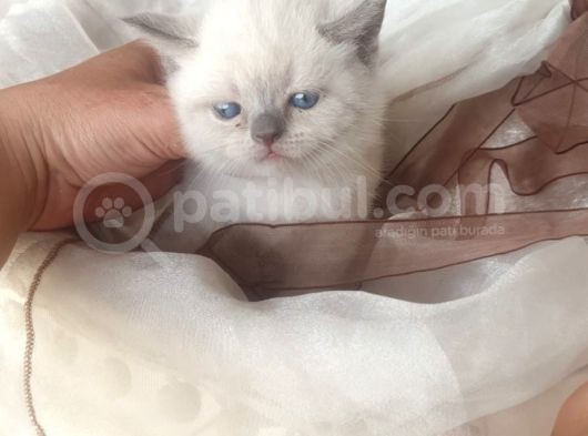 Blue Point Cok Guzel Yavrular Gercek Ve Orijinal görsel