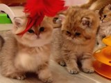Safkan British Shorthair Yavrular