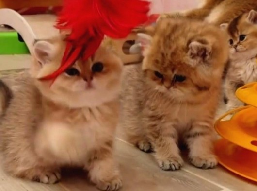 Safkan British Shorthair Yavrular görsel