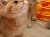 Safkan British Shorthair Yavrular