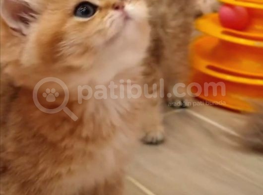 Safkan British Shorthair Yavrular görsel