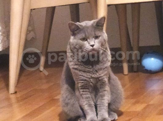 Oğlumuz Yeni Ailesini Arıyor görsel