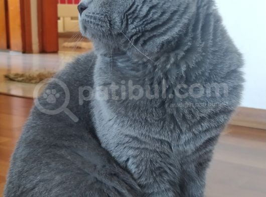 Oğlumuz Yeni Ailesini Arıyor