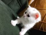 British Shorthair Kedimiz