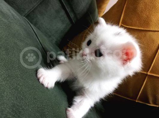 British Shorthair Kedimiz görsel