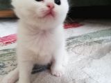 British Shorthair Kedimiz