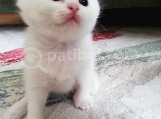 British Shorthair Kedimiz görsel