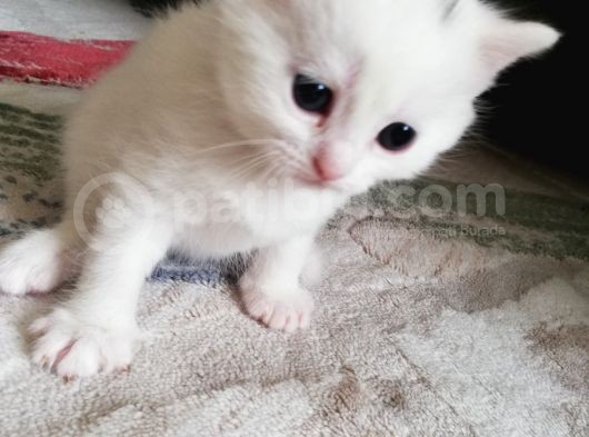 British Shorthair Kedimiz görsel