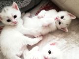 British Shorthair Kedimiz