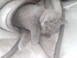 British Shorthair Lilac