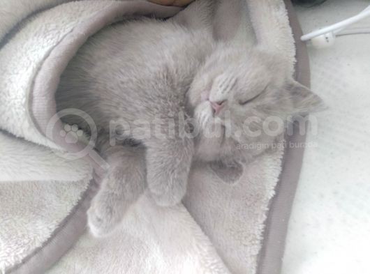 British Shorthair Lilac görsel