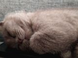 British Shorthair Lilac
