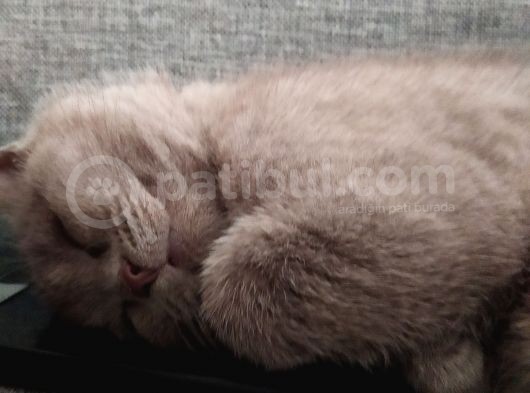 British Shorthair Lilac görsel