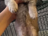 2 Aylık Erkek Scottish Fold Yavru