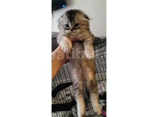 2 Aylık Erkek Scottish Fold Yavru görsel