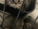 2 Aylık Erkek Scottish Fold Yavru