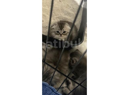 2 Aylık Erkek Scottish Fold Yavru görsel