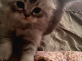 2 Aylık Erkek Scottish Fold Yavru
