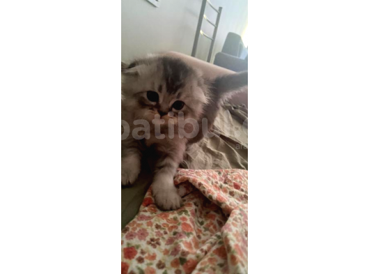 2 Aylık Erkek Scottish Fold Yavru