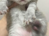 2 Aylık Erkek Scottish Fold Yavru