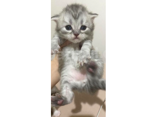 2 Aylık Erkek Scottish Fold Yavru görsel