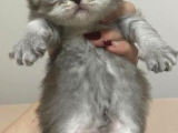 2 Aylık Erkek Scottish Fold Yavru
