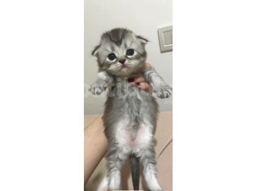 2 Aylık Erkek Scottish Fold Yavru görsel