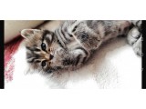 British Shorthair Kedimiz
