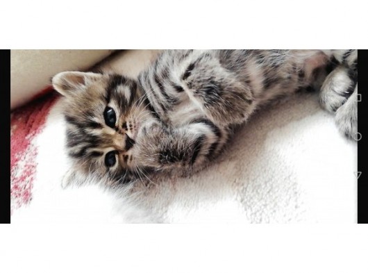 British Shorthair Kedimiz