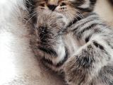 British Shorthair Kedimiz