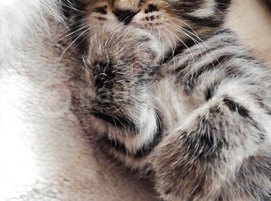 British Shorthair Kedimiz görsel