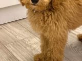 Toy Poodle