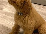 Toy Poodle