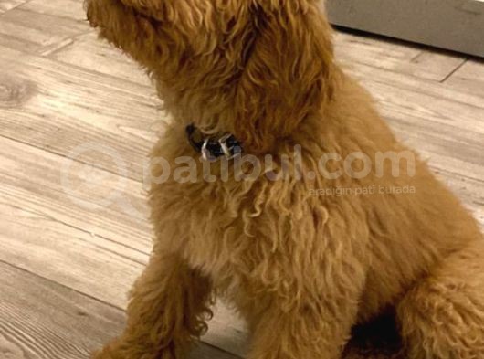 Toy Poodle