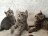 Blue Golden Tabby British Yavrular