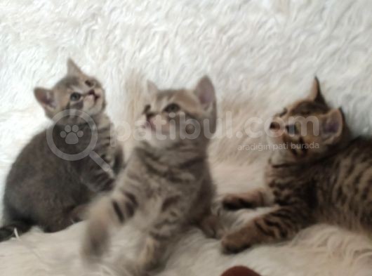 Blue Golden Tabby British Yavrular