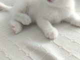 2 Aylık 1 Adet Dişi Scotish Fold 1 Adet Dişi British Shorthair Yavrularımı Sahiplendirmek Istiyorum