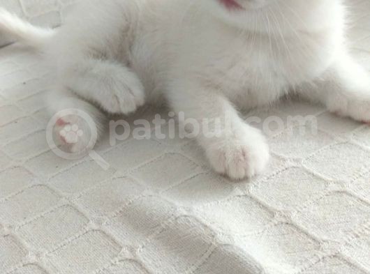 2 Aylık 1 Adet Dişi Scotish Fold 1 Adet Dişi British Shorthair Yavrularımı Sahiplendirmek Istiyorum
